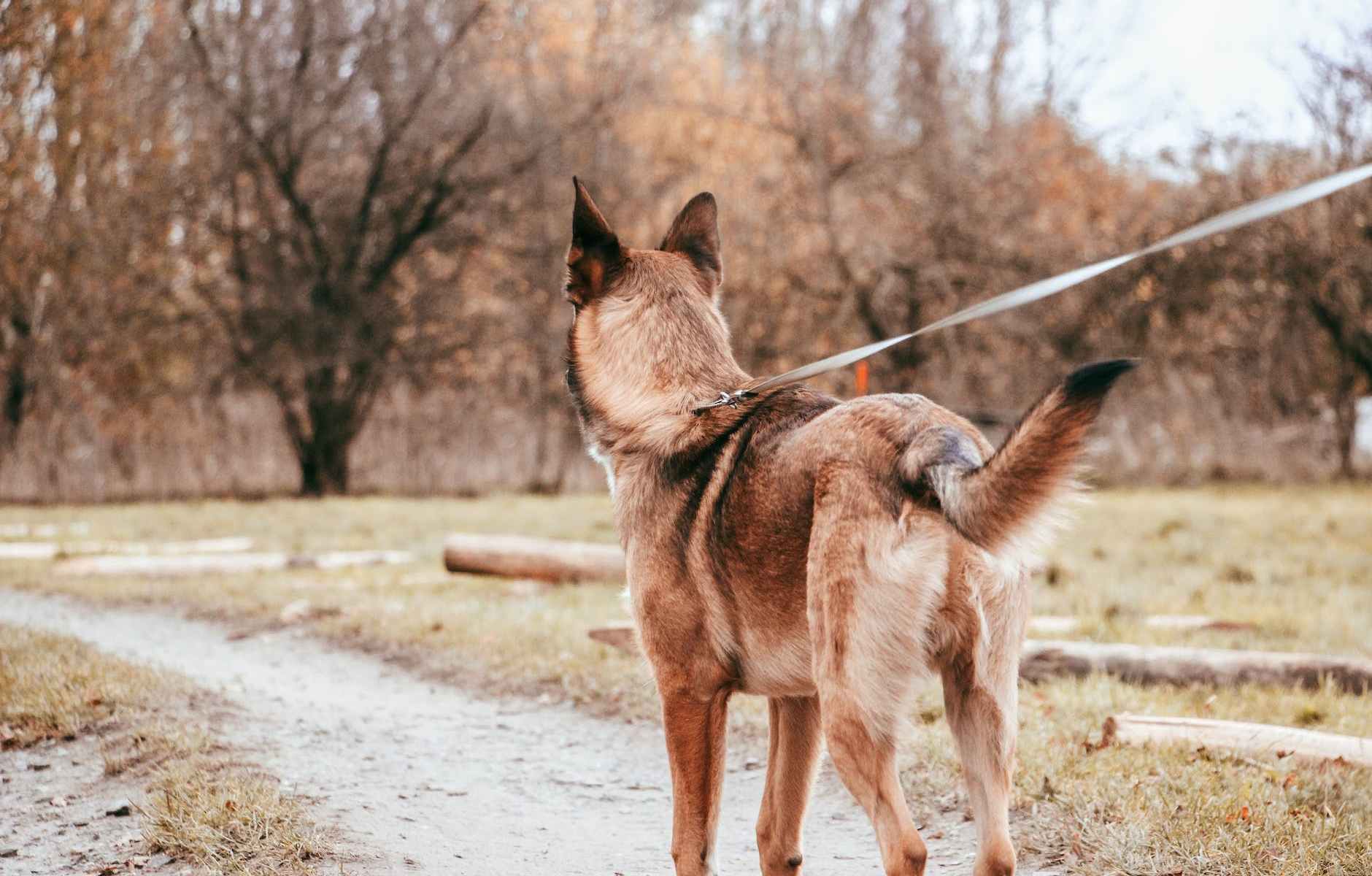 Image de chien en laisse pour une manipulation en ostéopathie animale